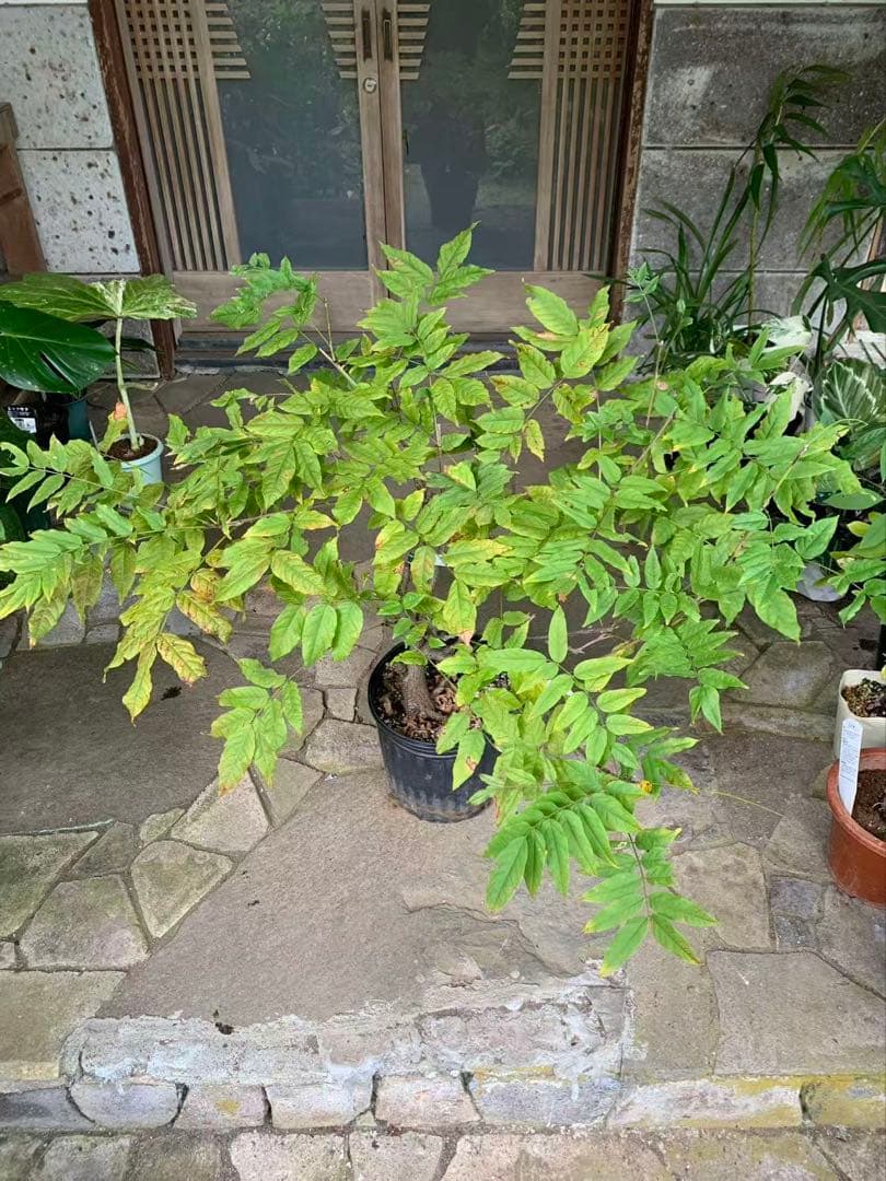 「キッカページ」花藤 珍しい 鉢ごと発送(この値段は今晩24時まで)