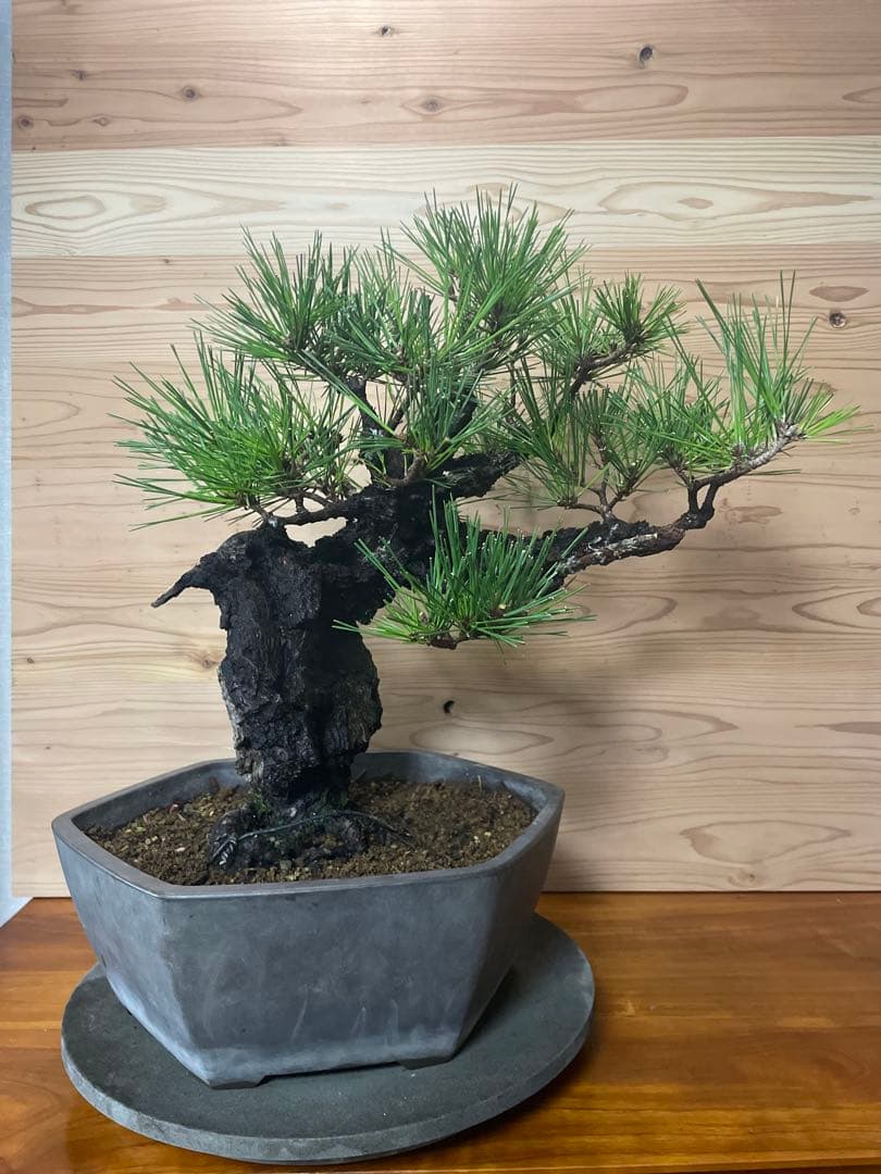 錦松　盆栽　黒松　植物　直接取引のみ