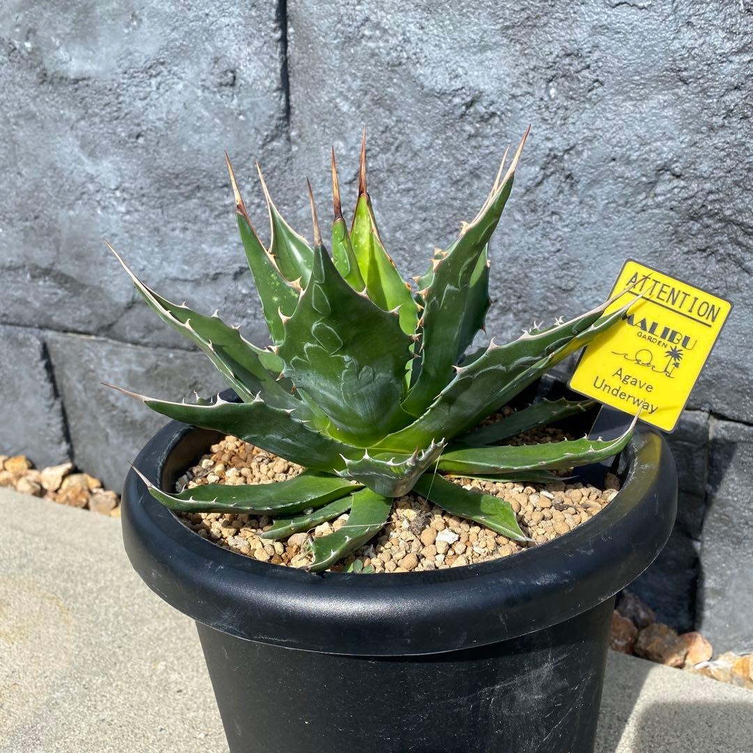 アガベ　モンタナ