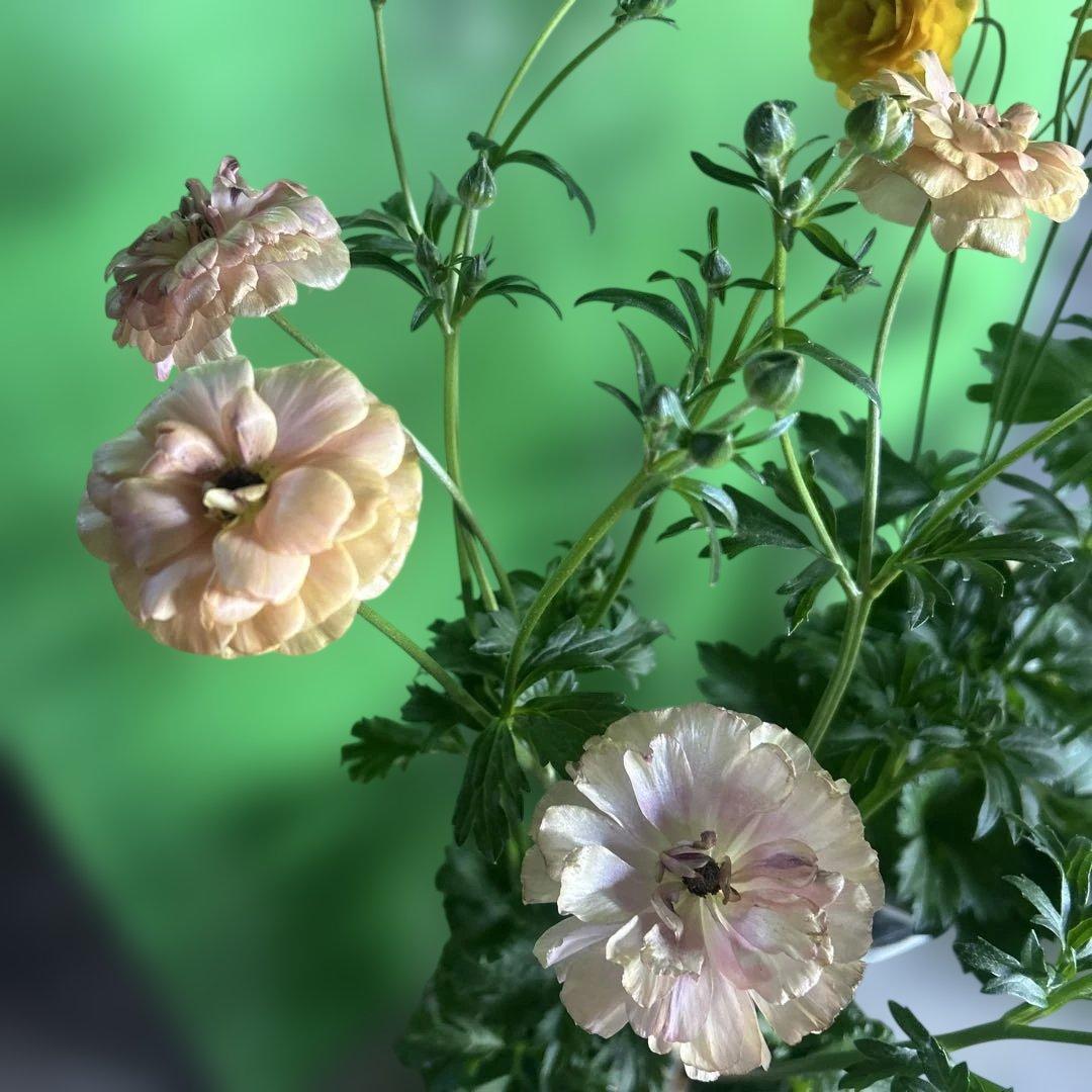 ラナンキュラス苗　ラナンキュラスラックス　6ポット価格