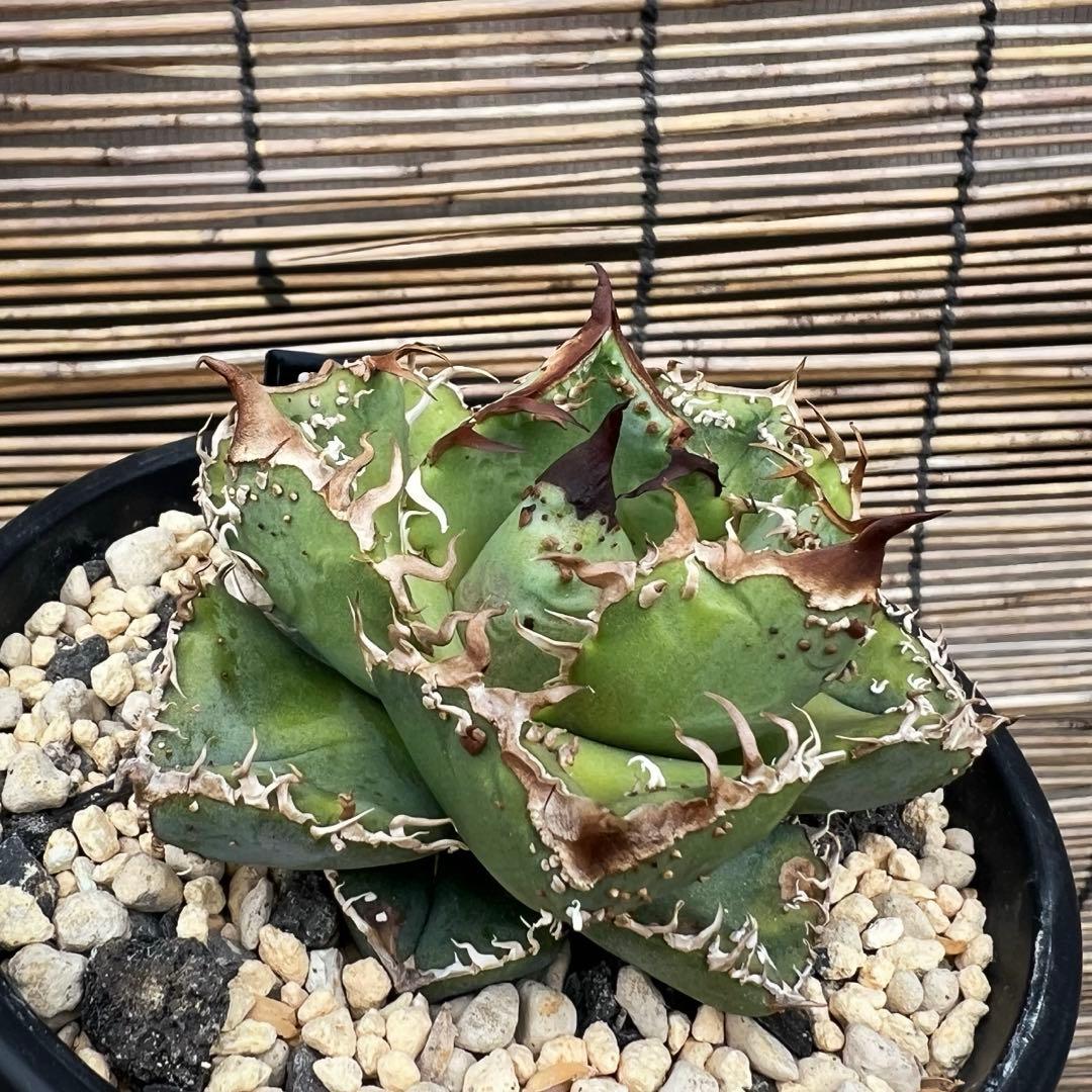 アガベ　チタノタ　冰雹