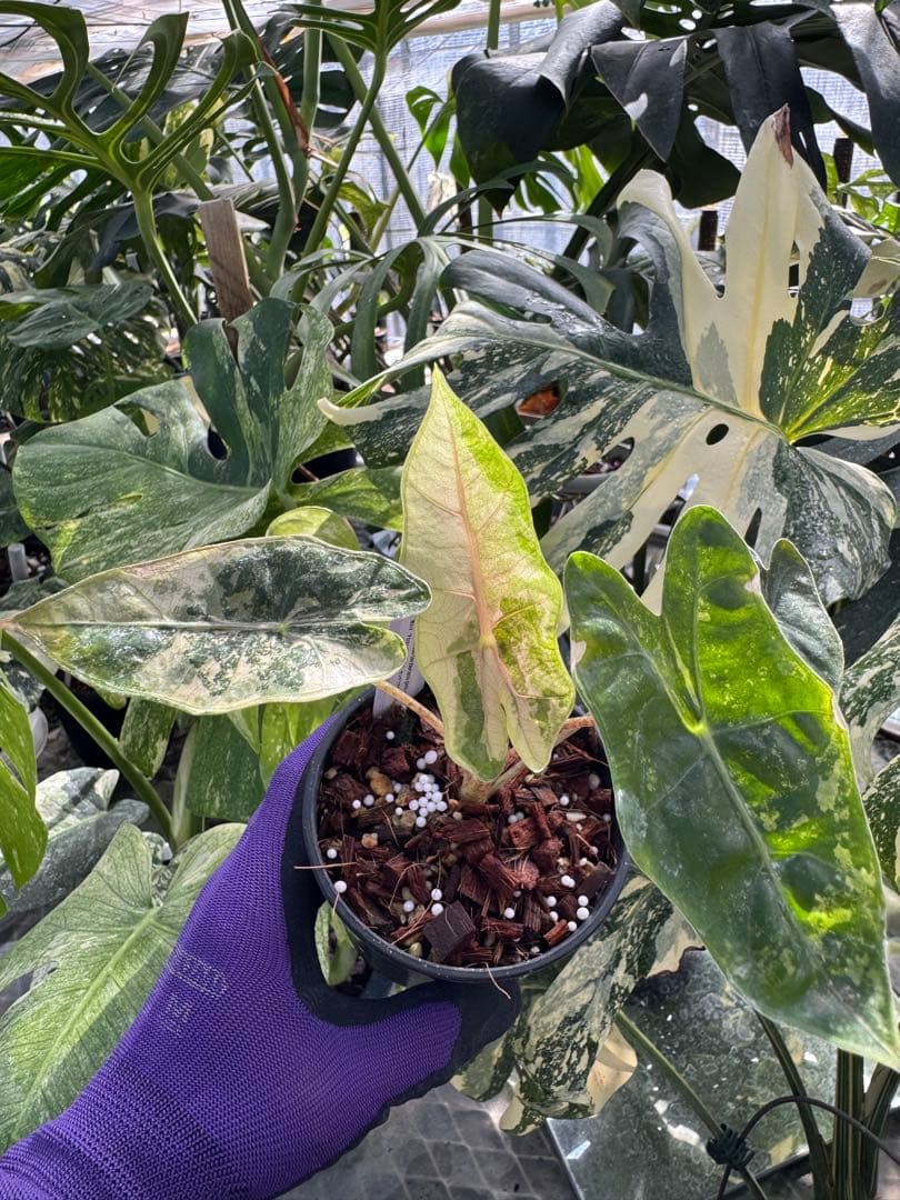 1アロカシア　ブセウド　サンデリアナ　ピンク