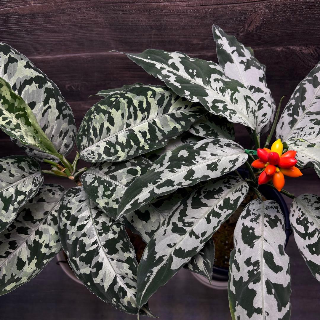 アグラオネマ ピクタム種1粒b2