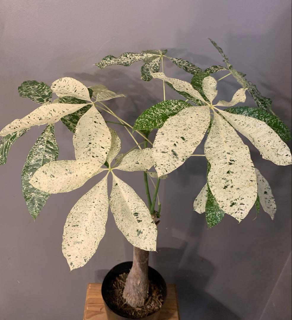 パキラ ミルキーウェイ 5号 1