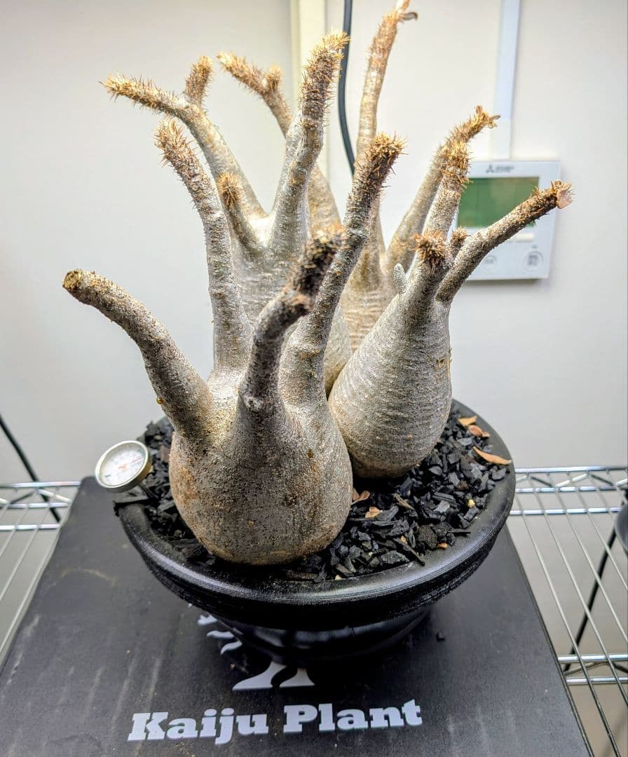 パキポディウム グラギリス 発根済み 塊根植物 多頭型