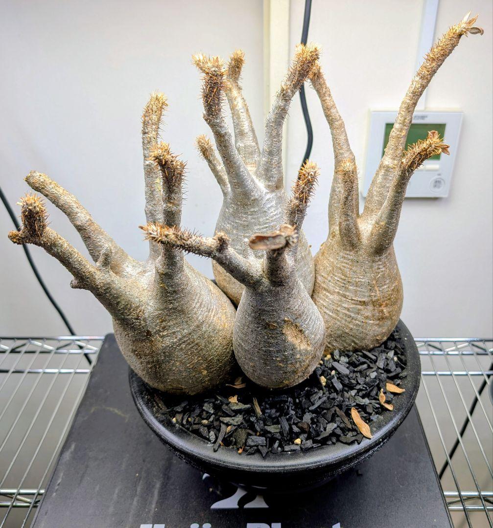 パキポディウム グラギリス 発根済み 塊根植物 多頭型