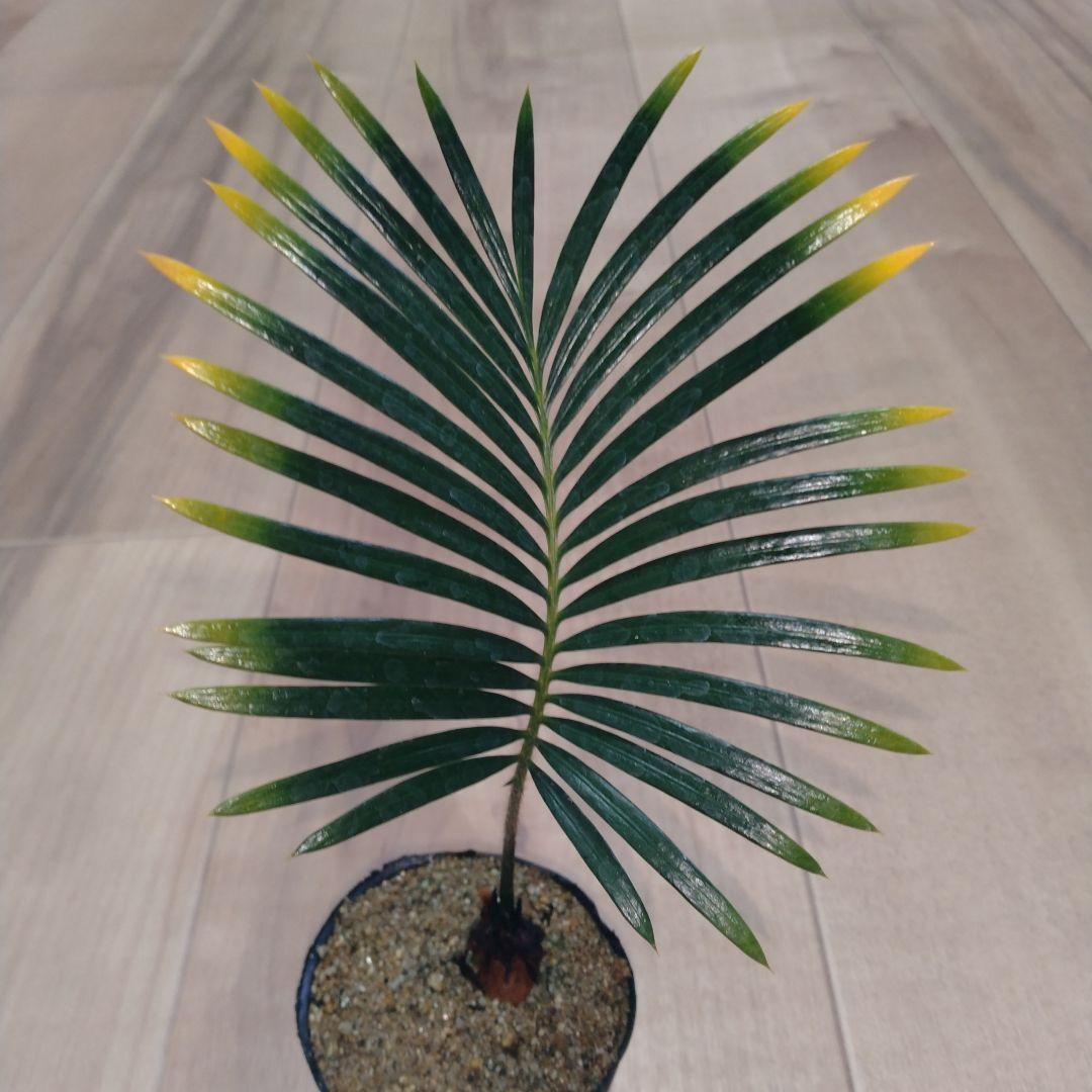 ちょぴ　金環(奄美黄金)ソテツ　実生苗　5苗まとめ