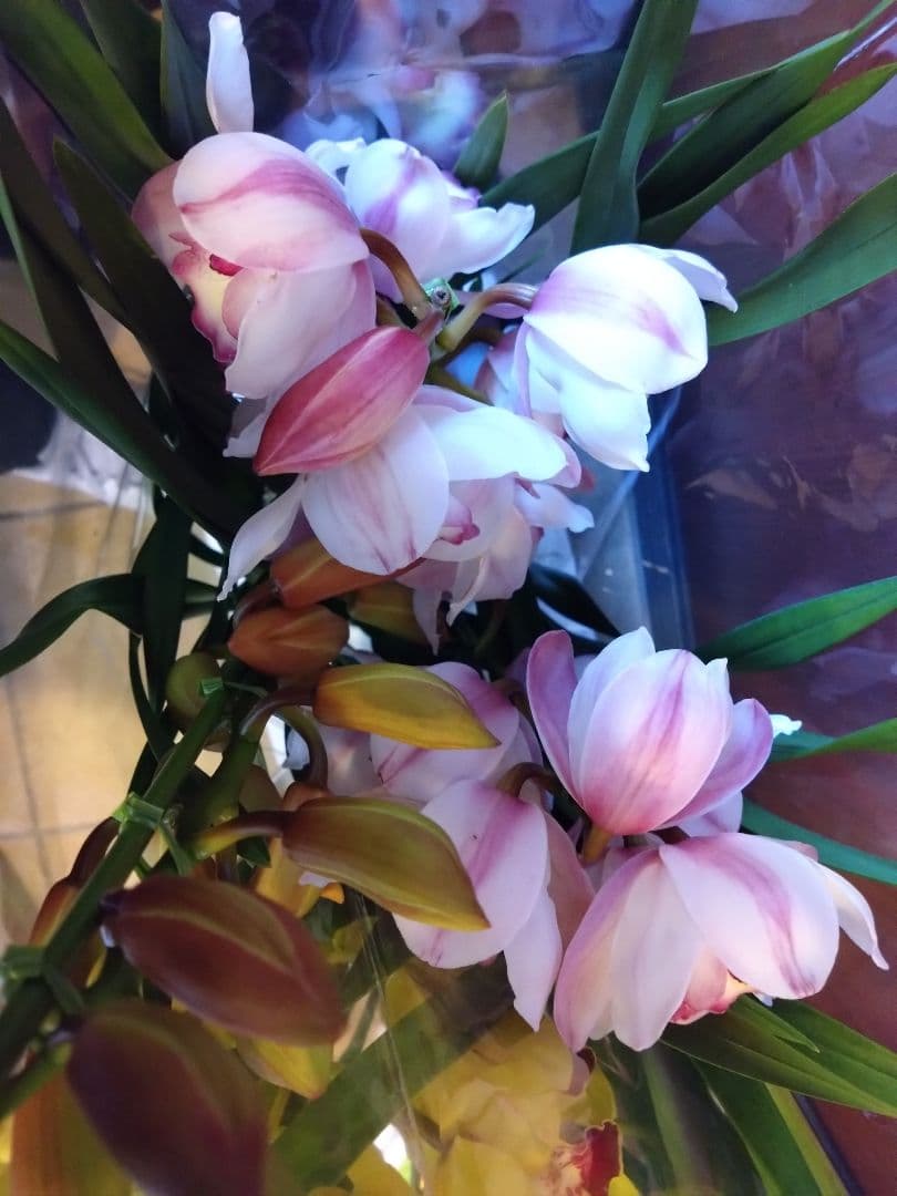 シンビジウム　2種 ( ピンク・黄色)