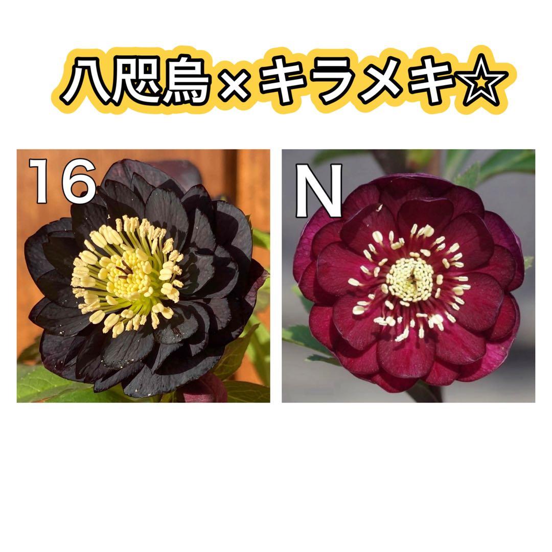 八咫烏×キラメキ⭐︎赤しべ★クリスマスローズ苗