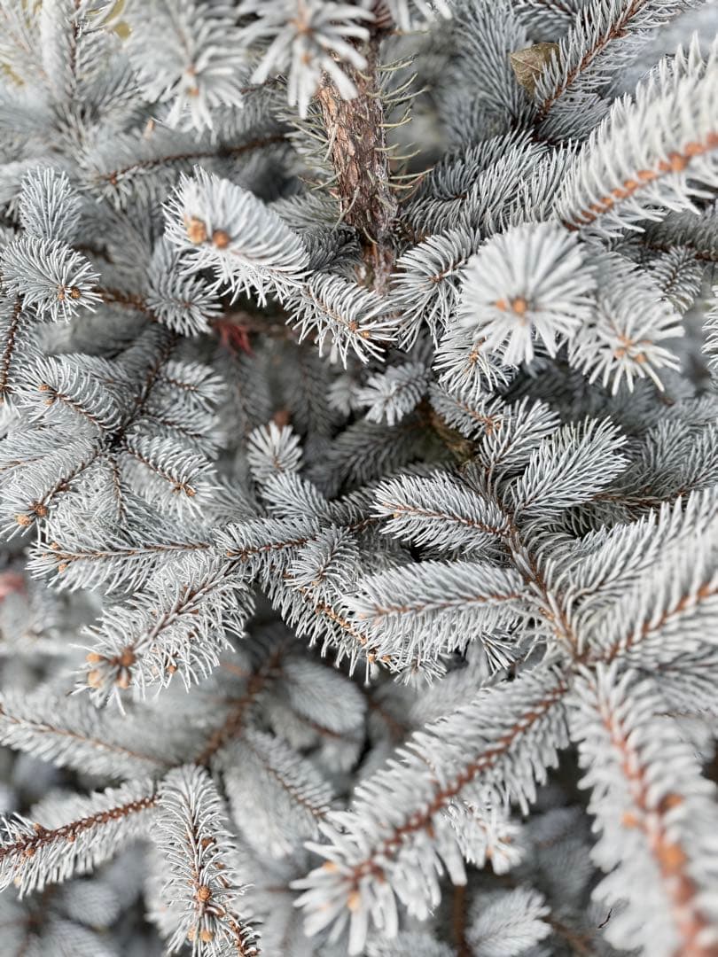 プンゲンストウヒ　ホプシー