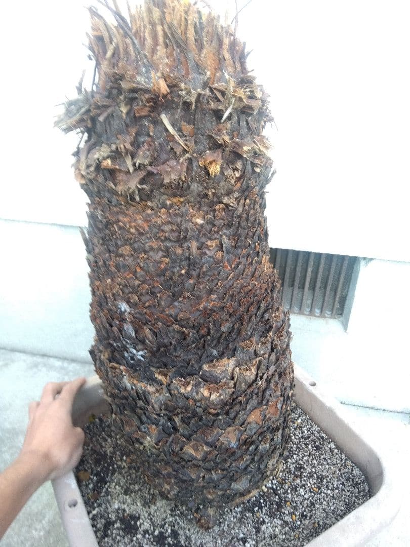 ソテツ　超幹太低重心❗バルブ22センチ❗　③