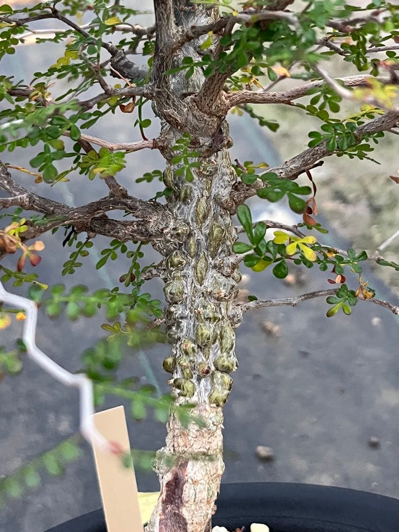 オペルクリカリア　パキプス　実生株