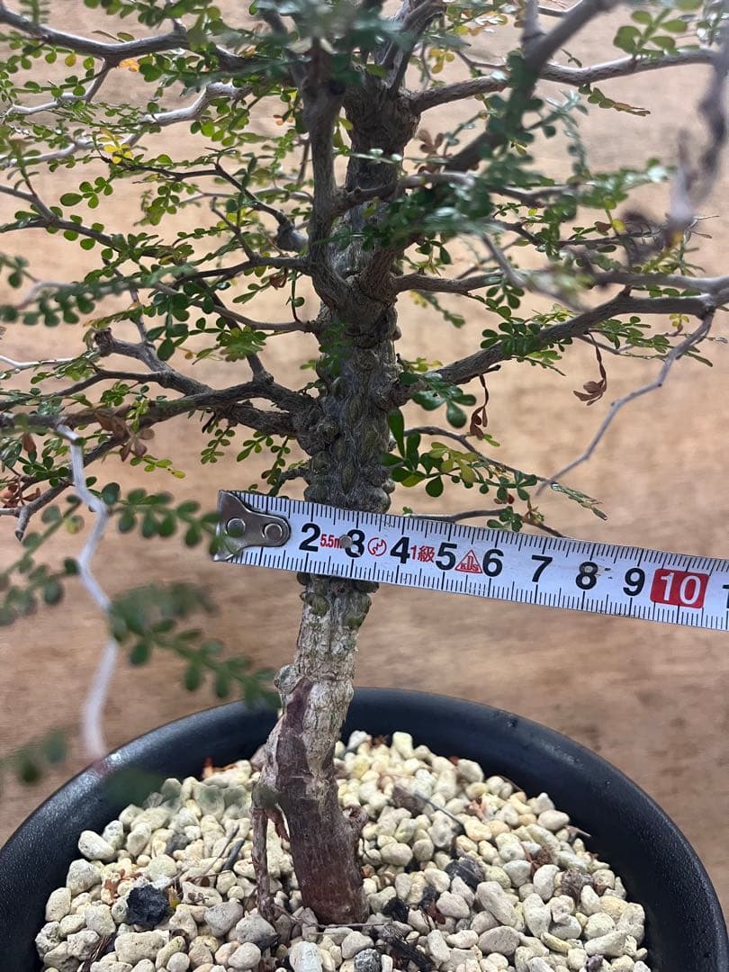 オペルクリカリア　パキプス　実生株