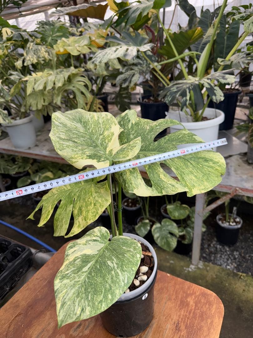 8モンステラ　デリシオーサ　レガシー　健康美斑入り株