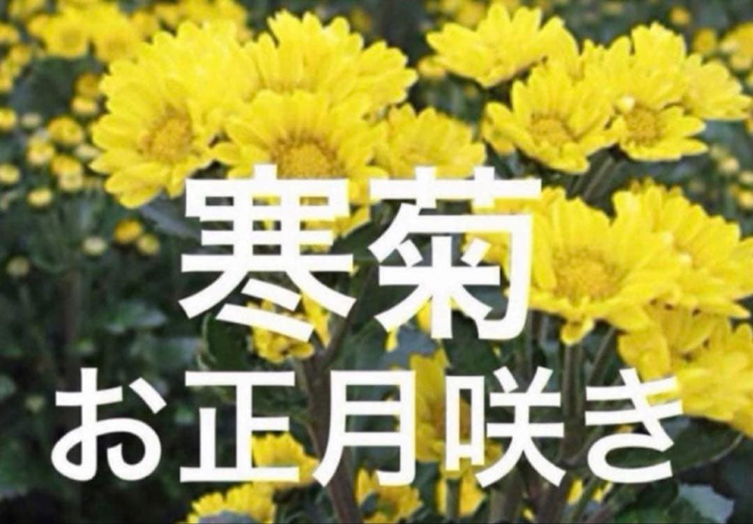 お正月咲き　寒菊 黄色　スプレー咲き