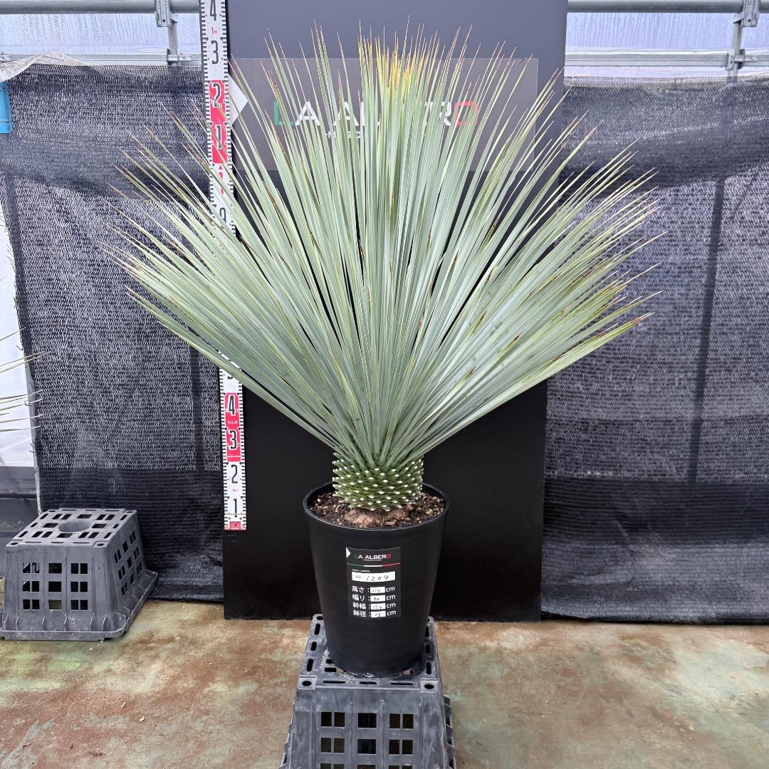 【AL1204】ユッカ　ロストラータ　ランチョブルー（品種名）極太