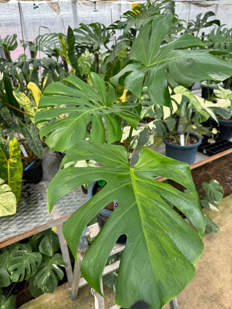 アロイド系　取り置き　モンステラ グリーン・オン・グリーン 親株サイズ