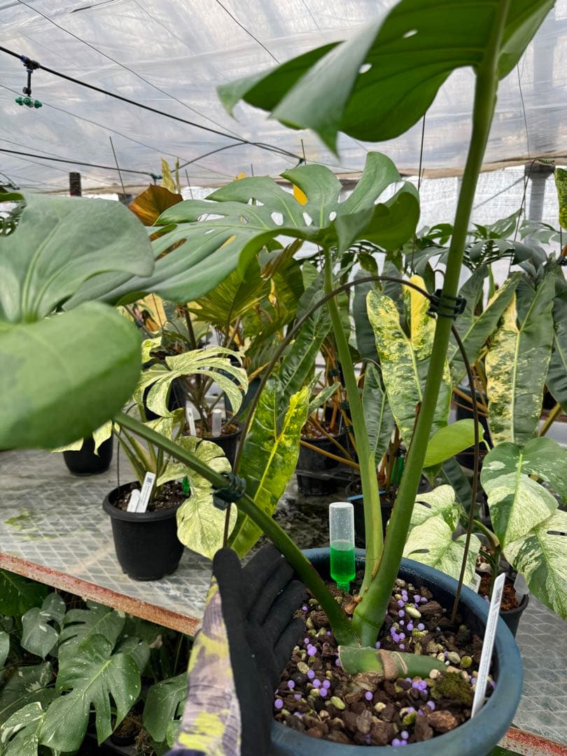 アロイド系　取り置き　モンステラ グリーン・オン・グリーン 親株サイズ