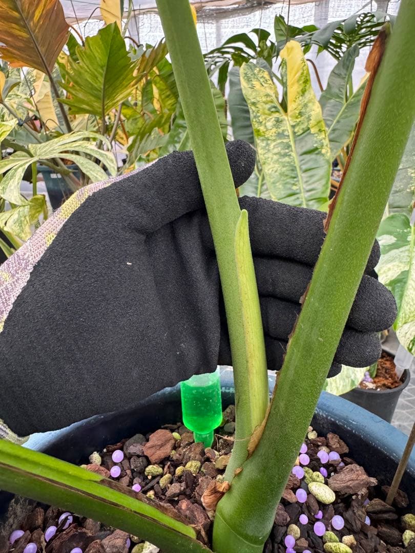 アロイド系　取り置き　モンステラ グリーン・オン・グリーン 親株サイズ