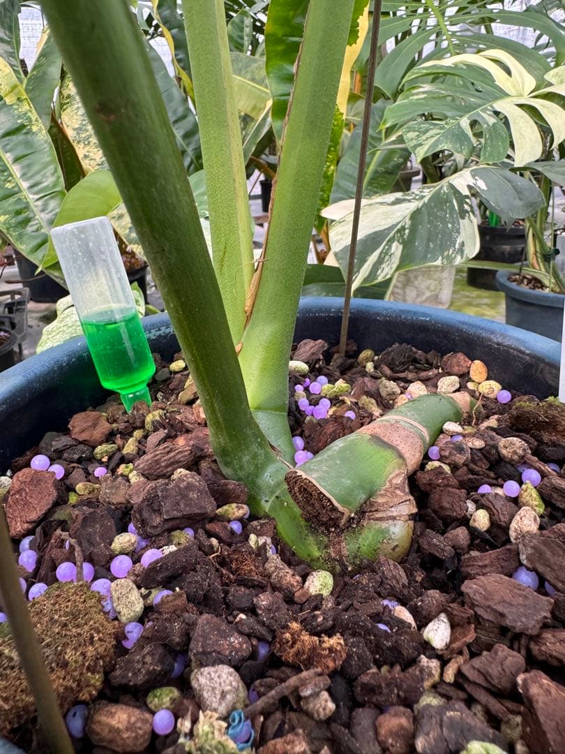 アロイド系　取り置き　モンステラ グリーン・オン・グリーン 親株サイズ