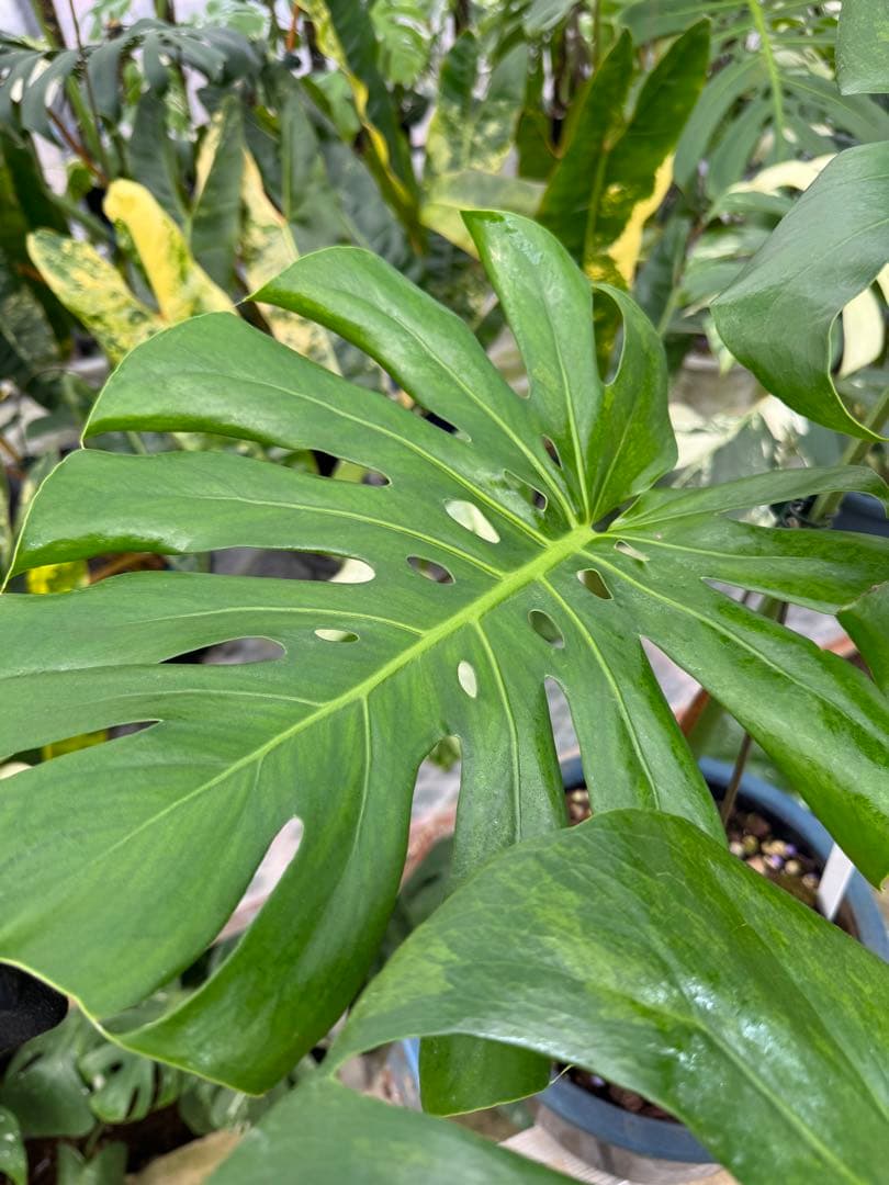 アロイド系　取り置き　モンステラ グリーン・オン・グリーン 親株サイズ