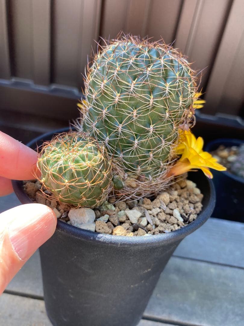 サボテン スルコレブチアsp カキコ1つ