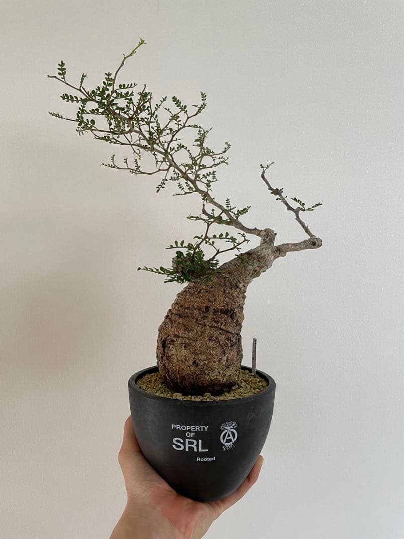 【現地球／発根済】オペルクリカリア　パキプス　手のり　良型　コンパクト