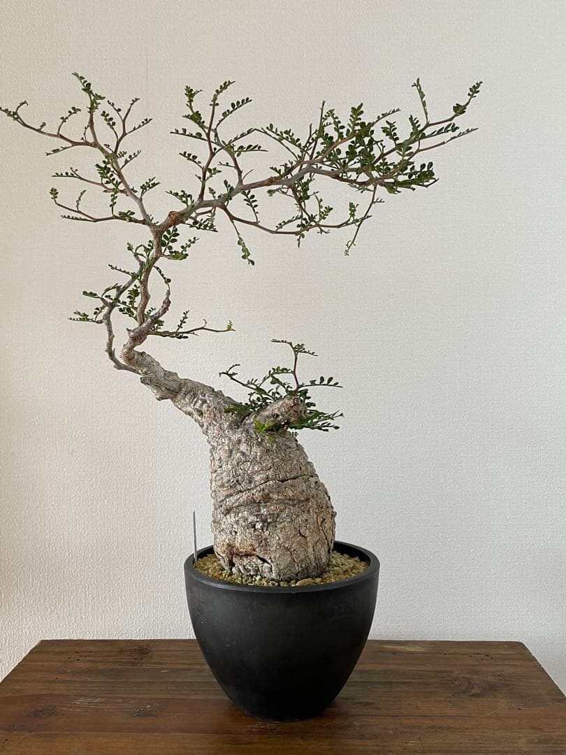 【現地球／発根済】オペルクリカリア　パキプス　手のり　良型　コンパクト