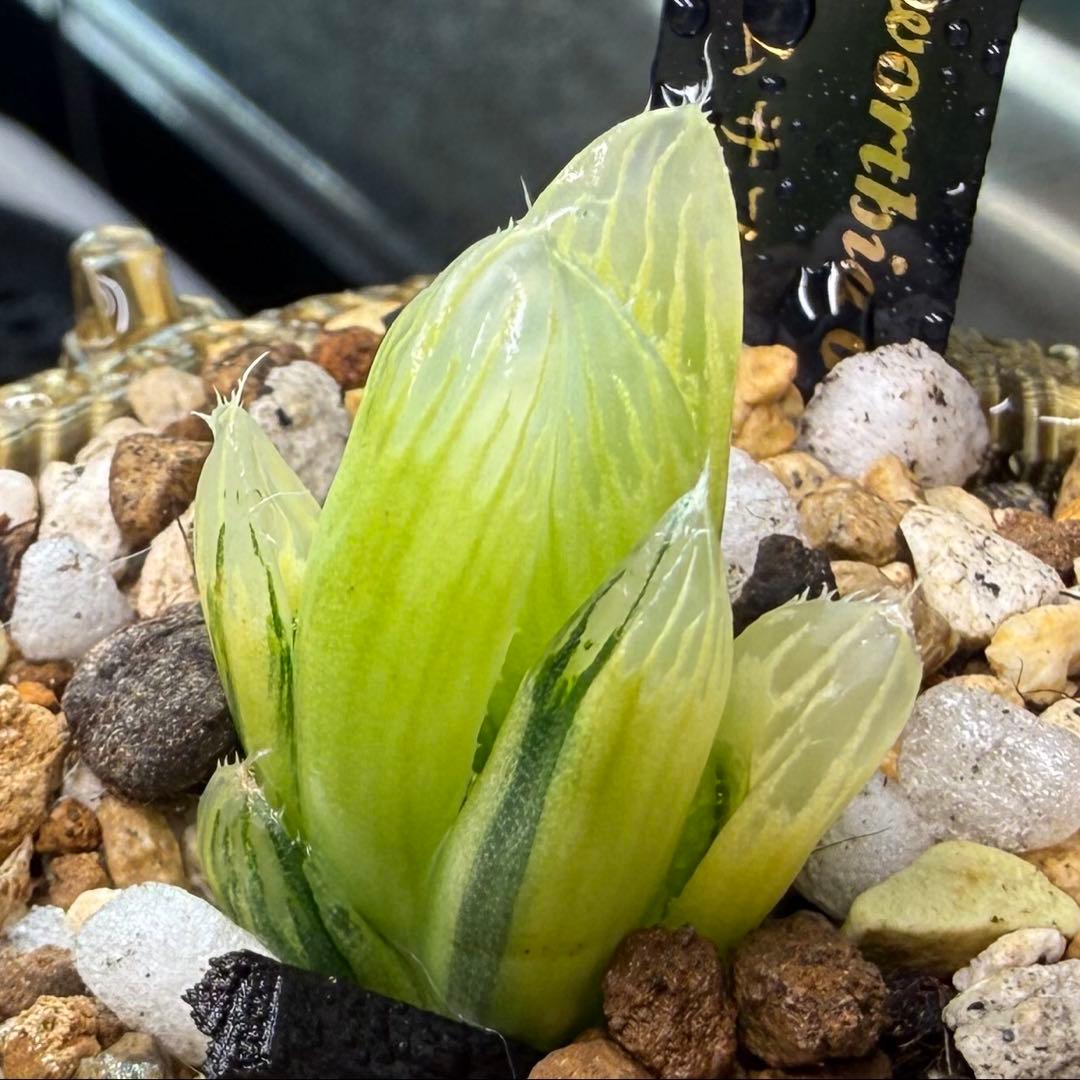 ハオルチア ⭐️ライムサファイアオブツーサ錦⭐️透明度高　美苗　美品　発根済み。