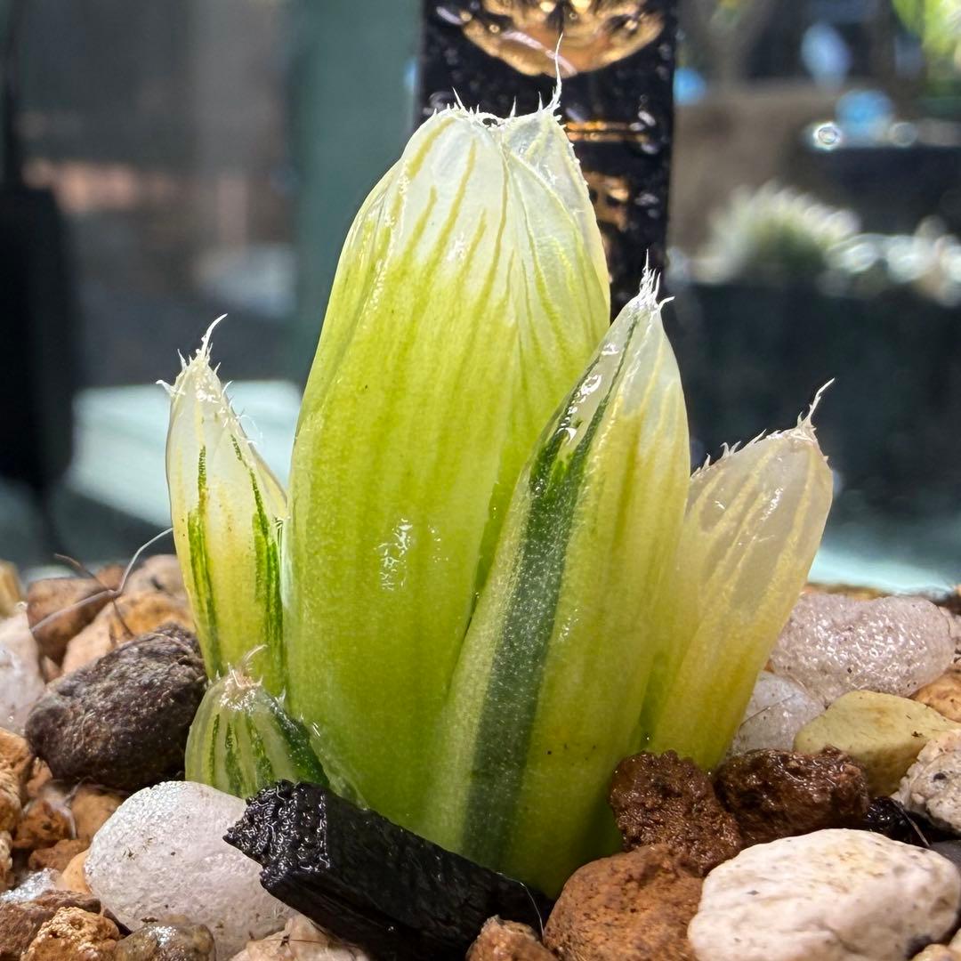 ハオルチア ⭐️ライムサファイアオブツーサ錦⭐️透明度高　美苗　美品　発根済み。