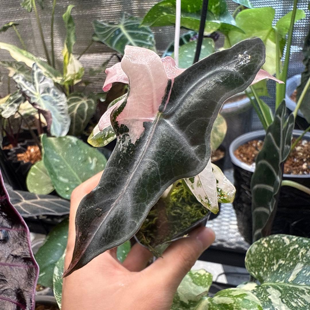 ゴ*ー様 極上 アロカシア ノビリス ピンク