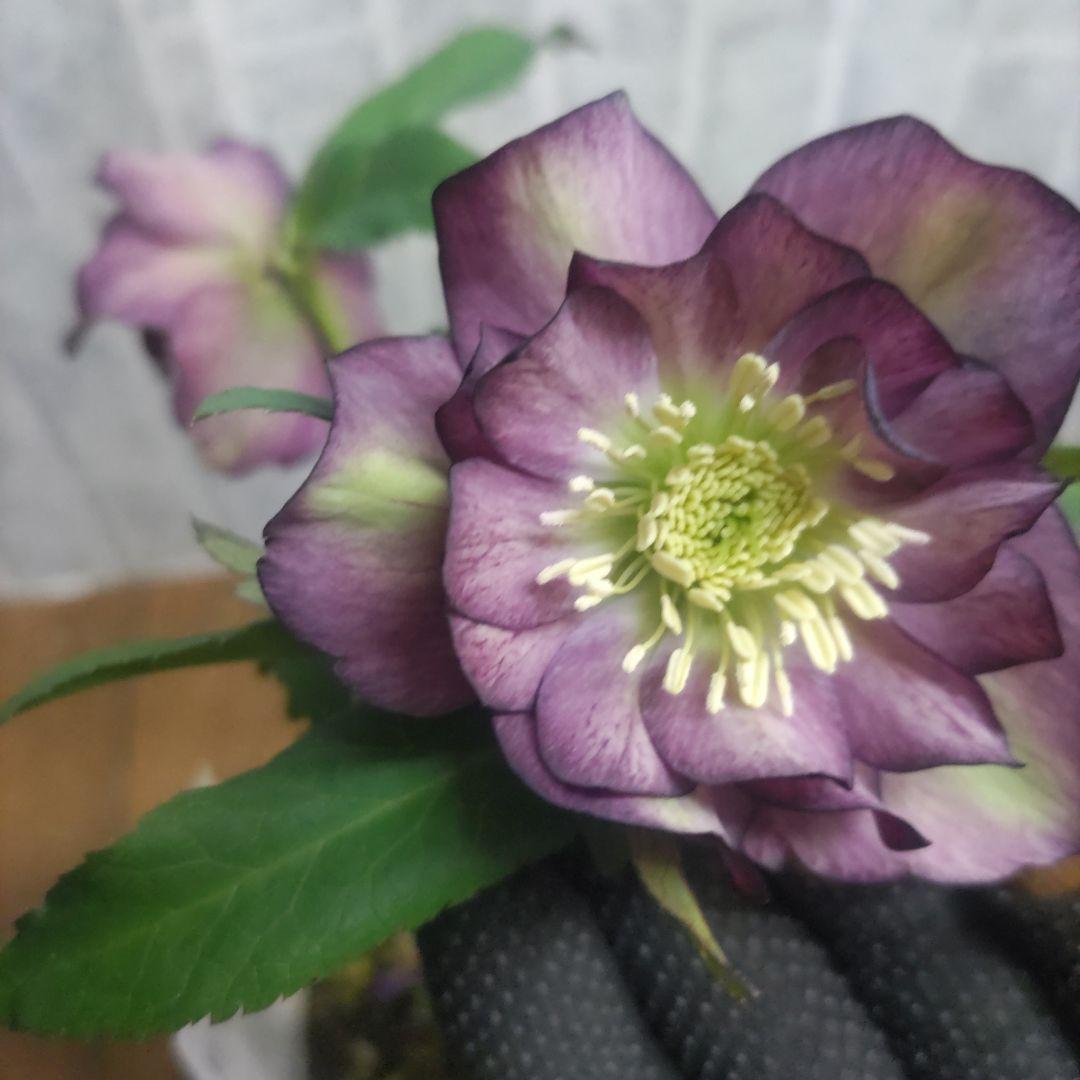 １０日入荷分⭐️クリスマスローズダブル咲き⭐️８鉢セット