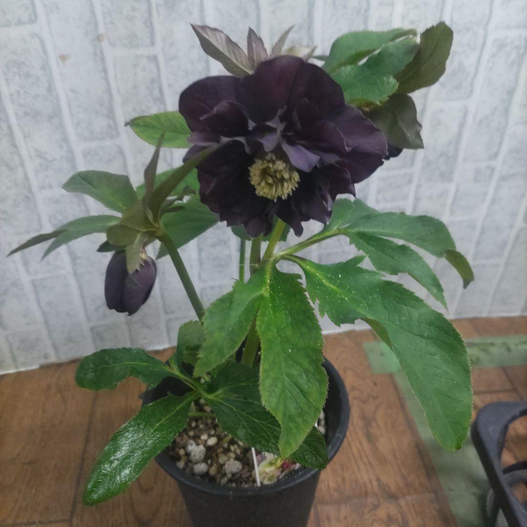 １０日入荷分⭐️クリスマスローズダブル咲き⭐️８鉢セット