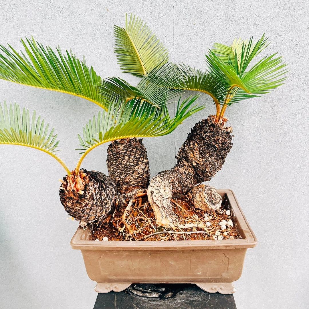 ［現品］【珍しい】10番　奄美姫ソテツ　盆栽造り　約7号　蘇轍　観葉植物　陶器鉢