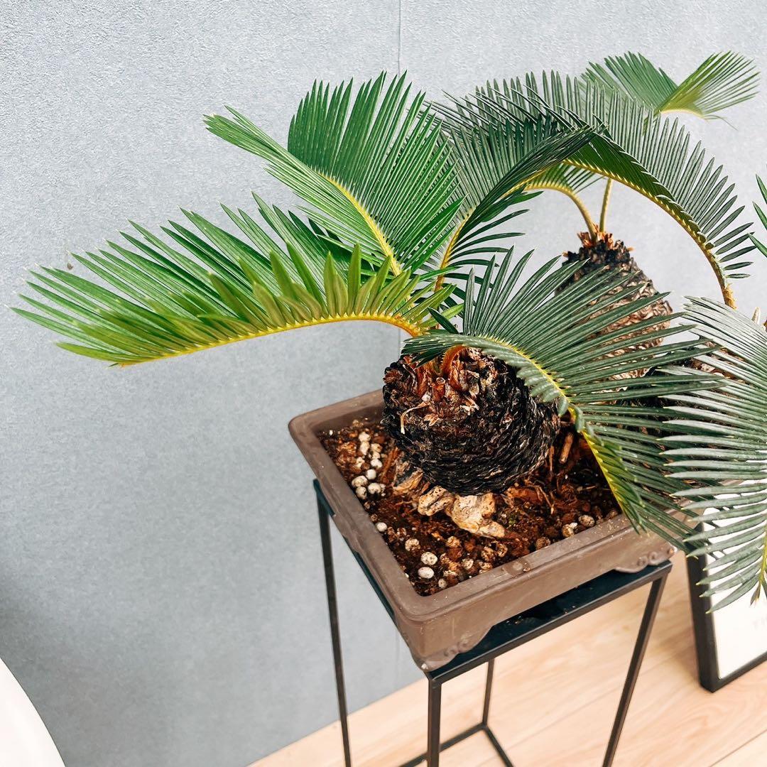 ［現品］【珍しい】10番　奄美姫ソテツ　盆栽造り　約7号　蘇轍　観葉植物　陶器鉢