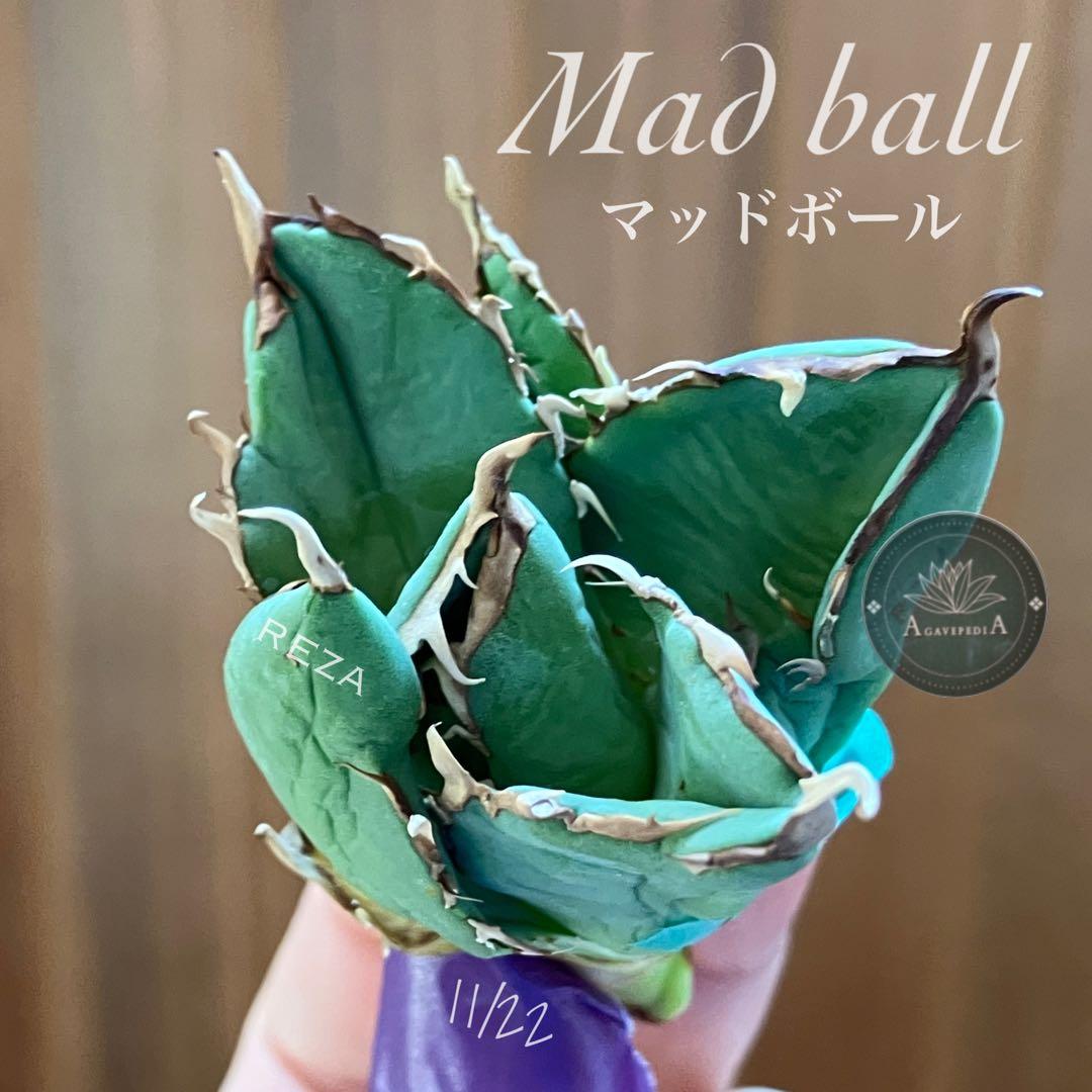 福*ん様 REZA産【週末オークション】③イラン株　アガべ　マッドボール　大きめ