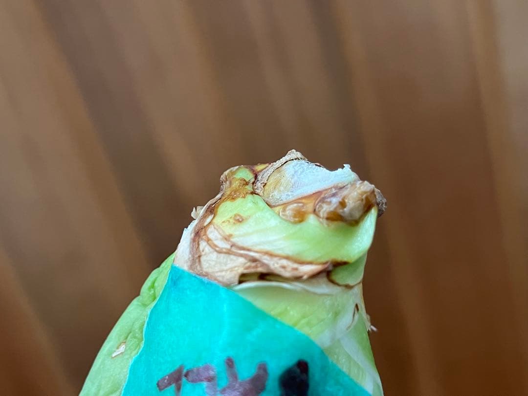 福*ん様 REZA産【週末オークション】③イラン株　アガべ　マッドボール　大きめ