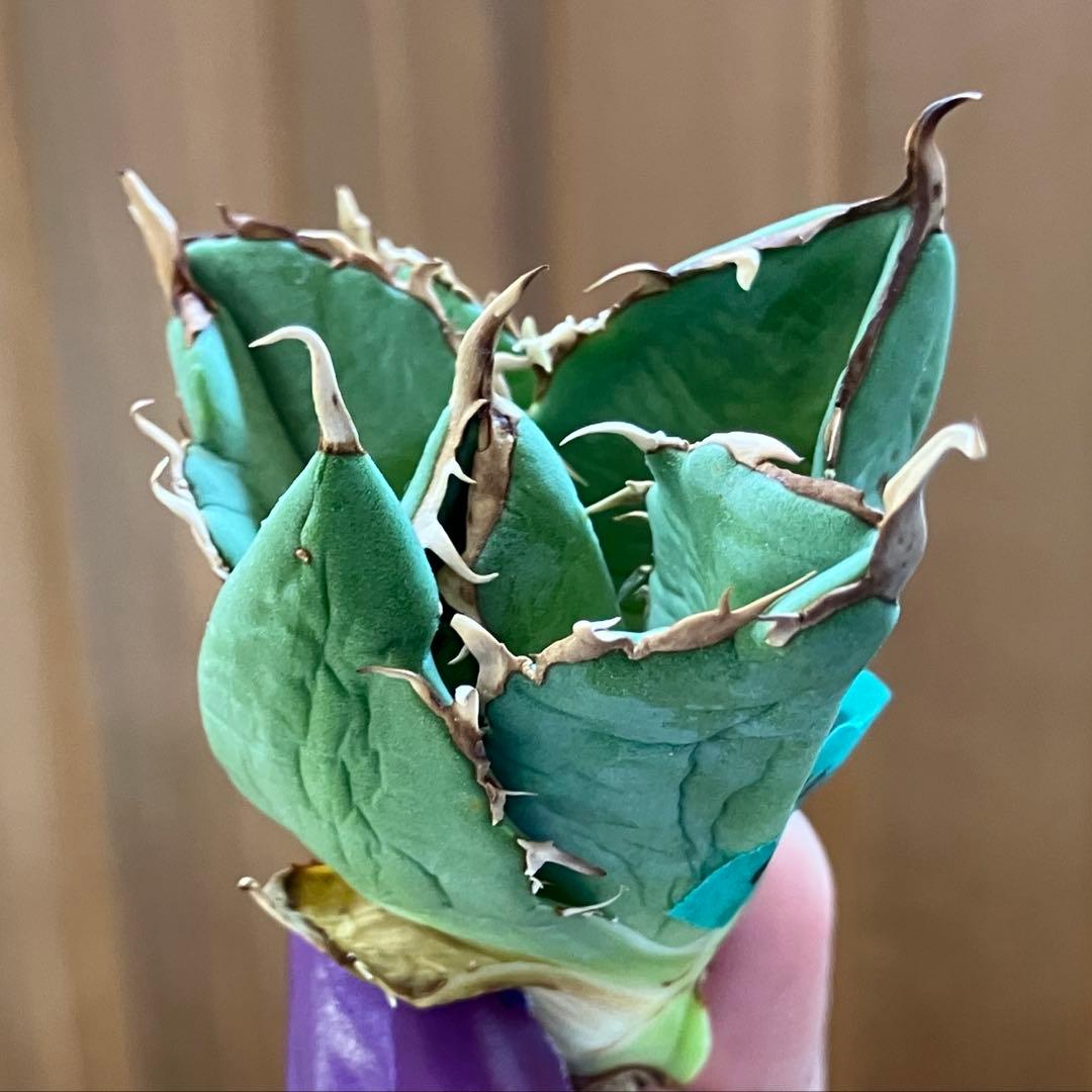 福*ん様 REZA産【週末オークション】③イラン株　アガべ　マッドボール　大きめ