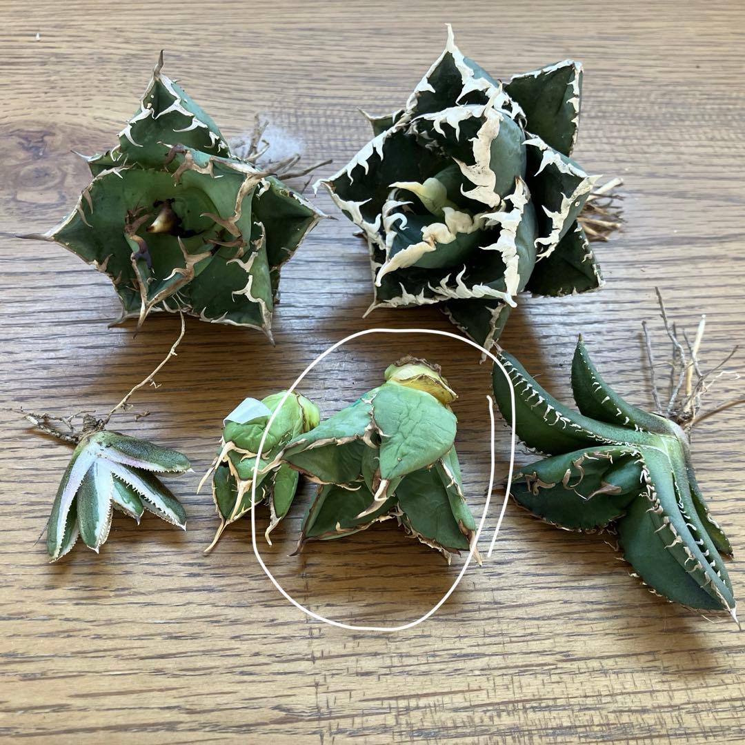 福*ん様 REZA産【週末オークション】③イラン株　アガべ　マッドボール　大きめ