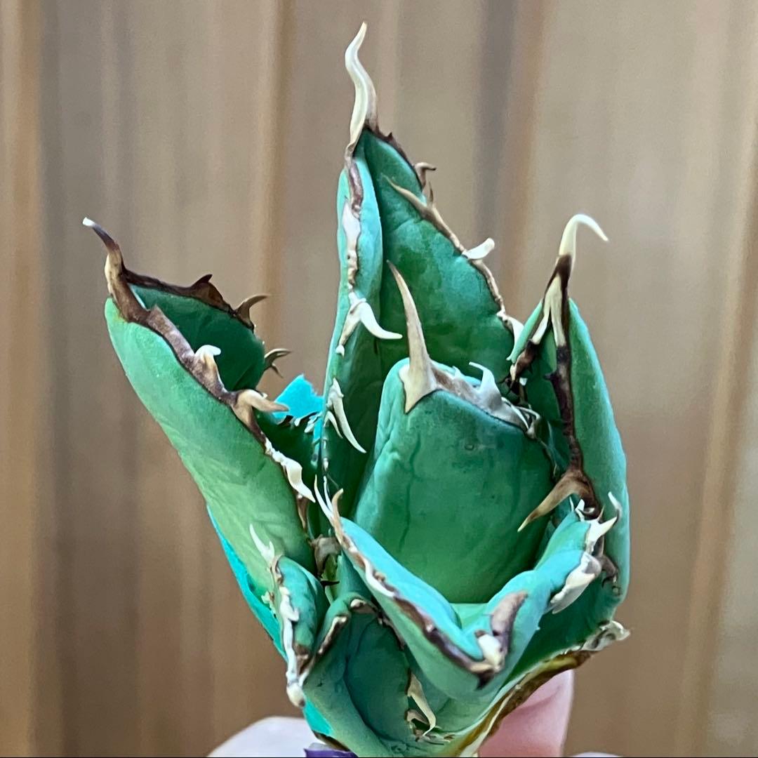 福*ん様 REZA産【週末オークション】③イラン株　アガべ　マッドボール　大きめ