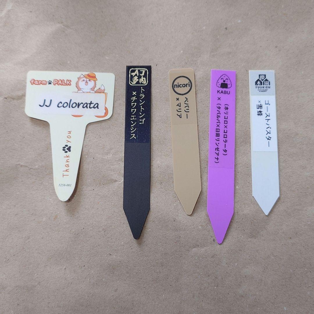 多肉植物　まとめ売り（札付き）