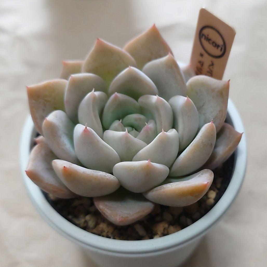 多肉植物　まとめ売り（札付き）