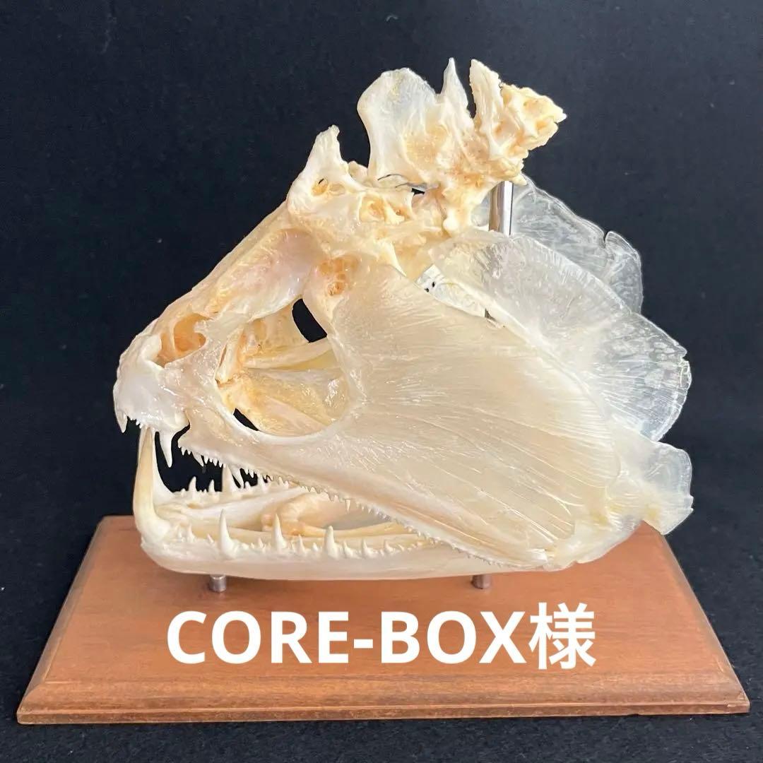 CORE-BOX様　骨格標本　カショーロ