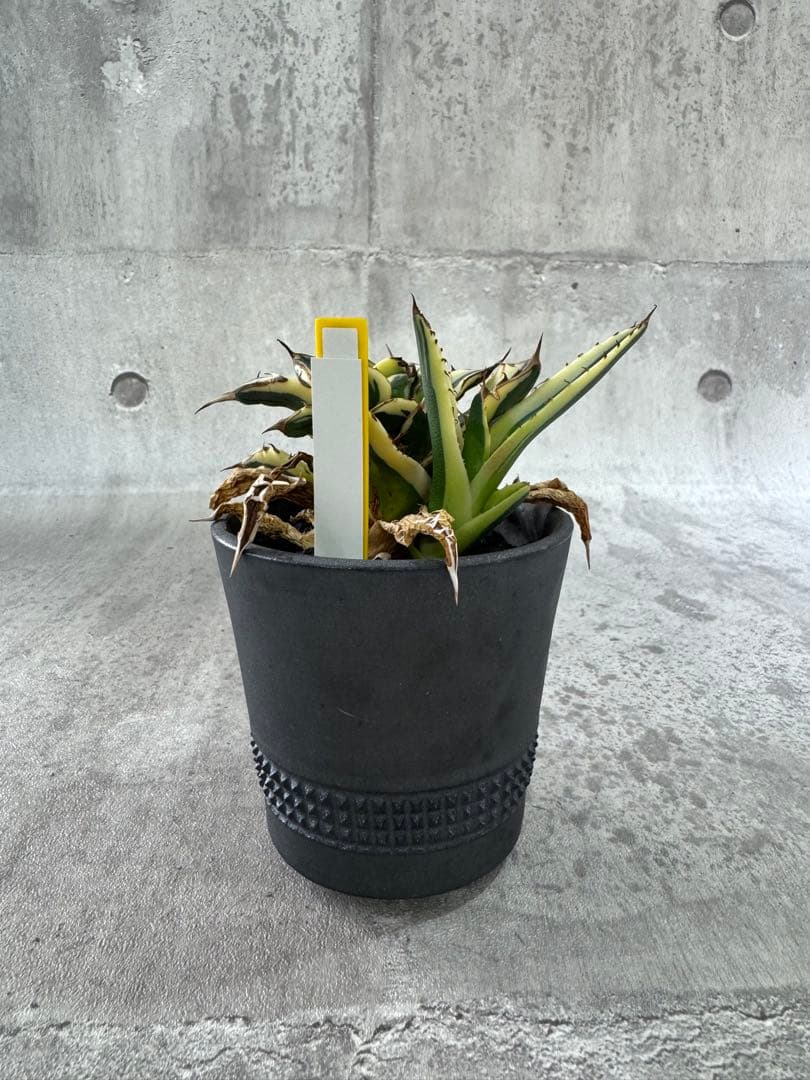 スナグルトゥース　アガベ　チタノタ spicygem鉢付