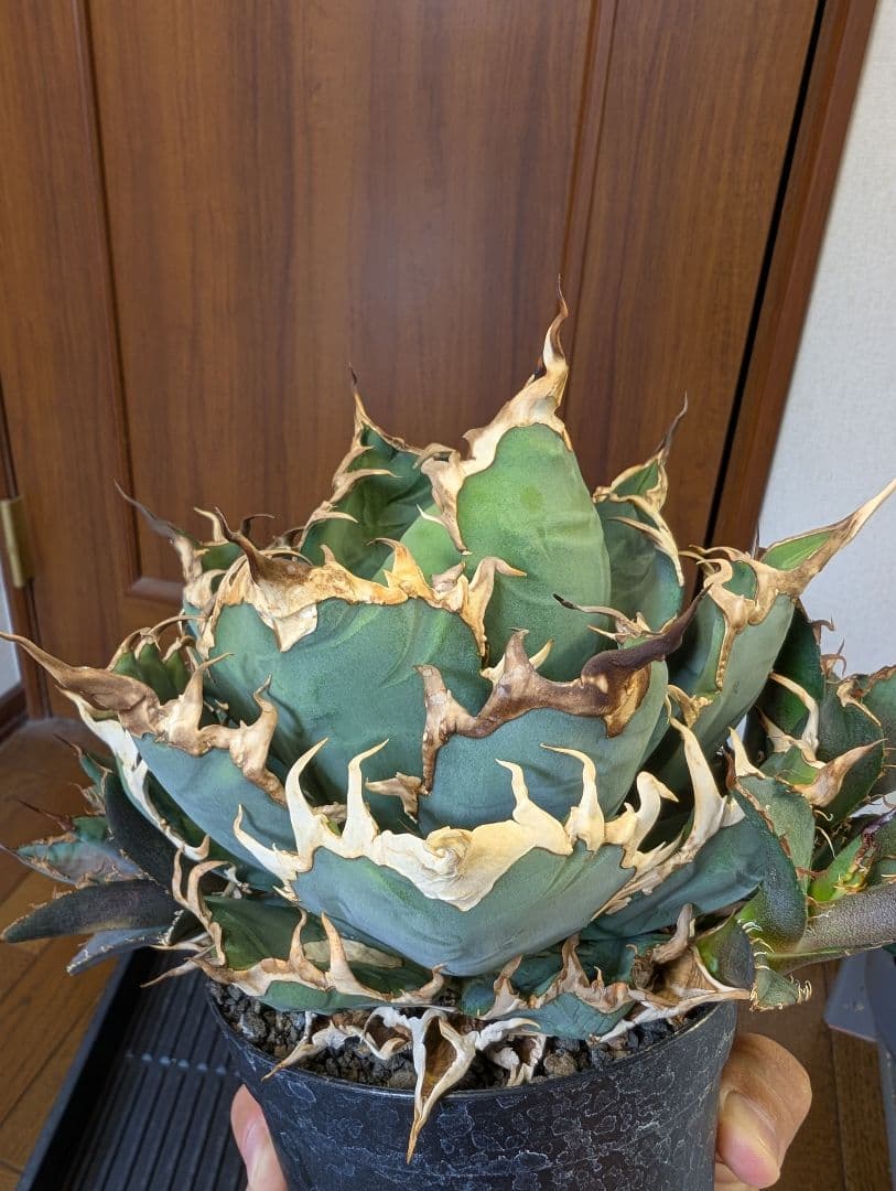 アガベ　チタノタ　YAKUZA ヤクザシーザー 子株