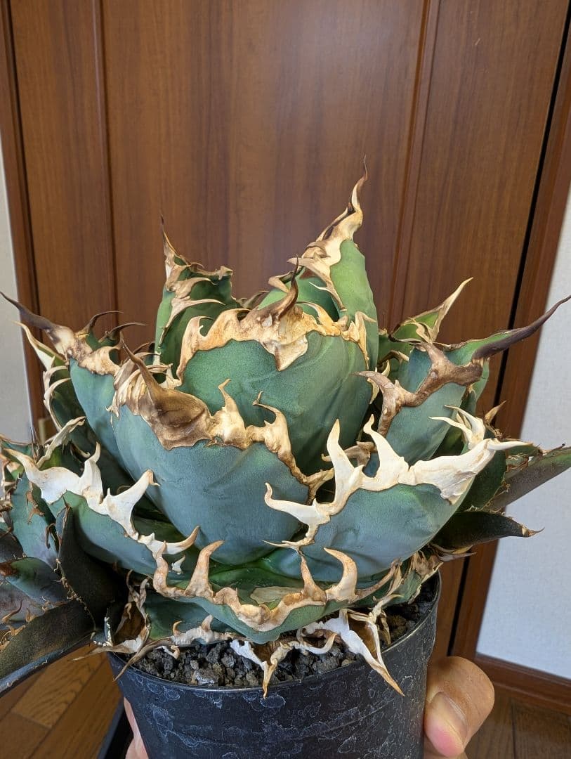 アガベ　チタノタ　YAKUZA ヤクザシーザー 子株