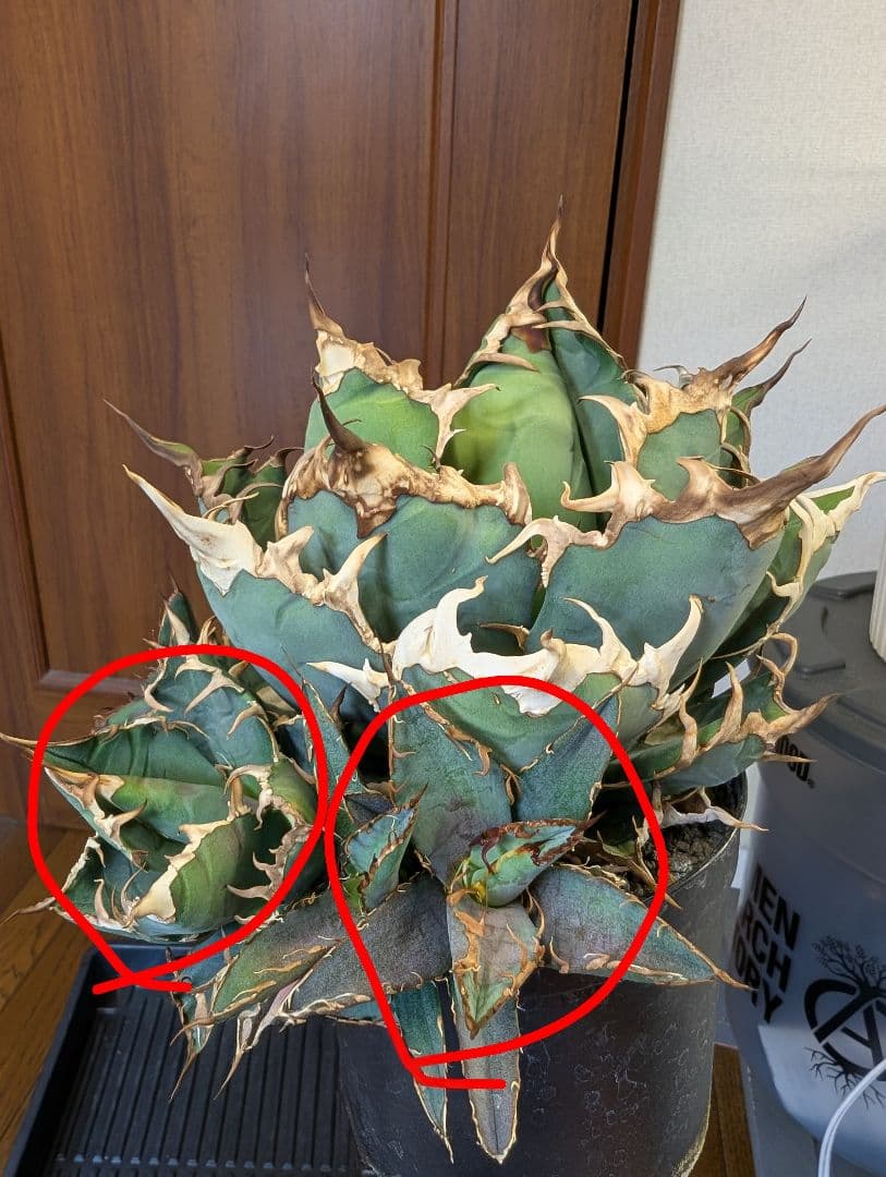 アガベ　チタノタ　YAKUZA ヤクザシーザー 子株