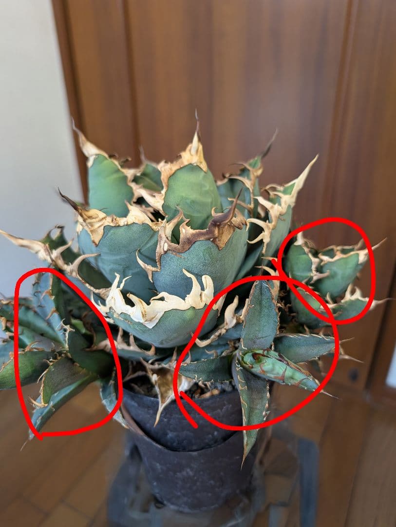 アガベ　チタノタ　YAKUZA ヤクザシーザー 子株