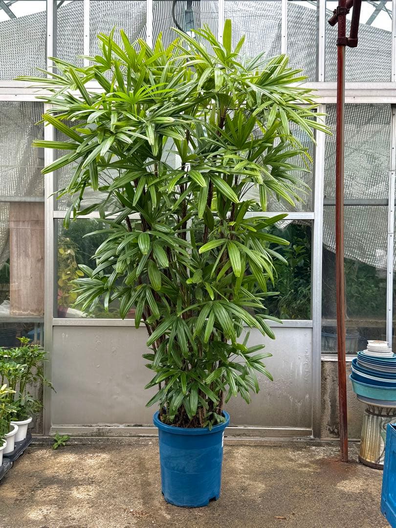 【直接取引限定】特大観葉植物!観音竹 約2m60cm 15号サイズ 懸崖鉢