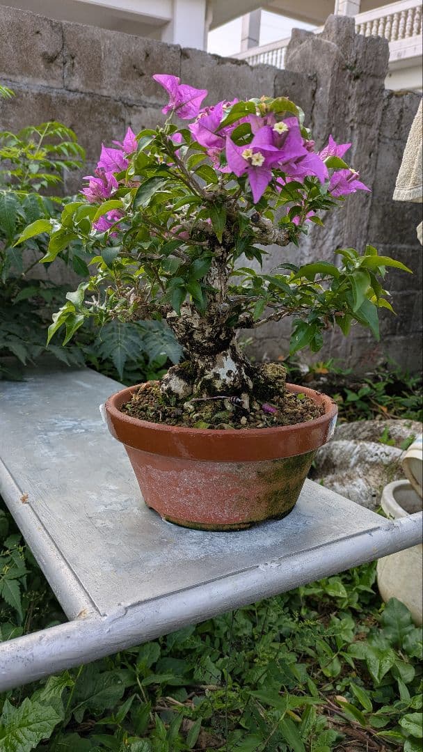 ブーゲンビリア 盆栽　中品　花物